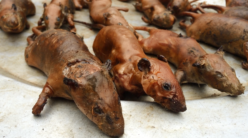 Thịt chuột đã trở thành món đặc sản bổ dưỡng của người dân huyện Yên Thành, Nghệ An