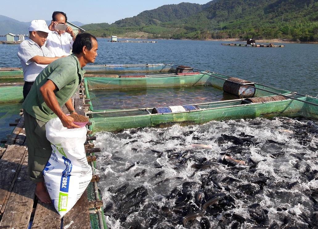 Người dân nuôi cá lồng bè tại Kiên Giang gặp khó khăn
