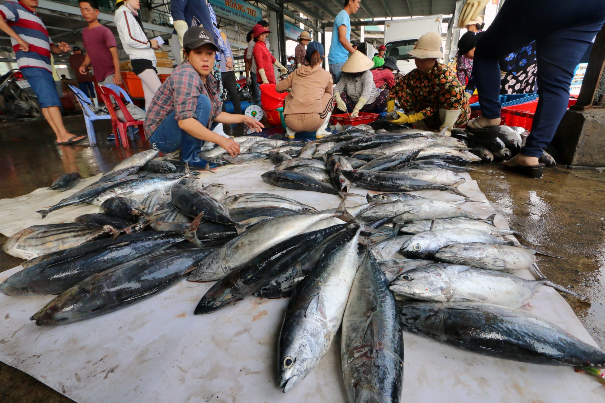 Tình hình xuất khẩu cá ngừ đang gặp vô vàng thách thức