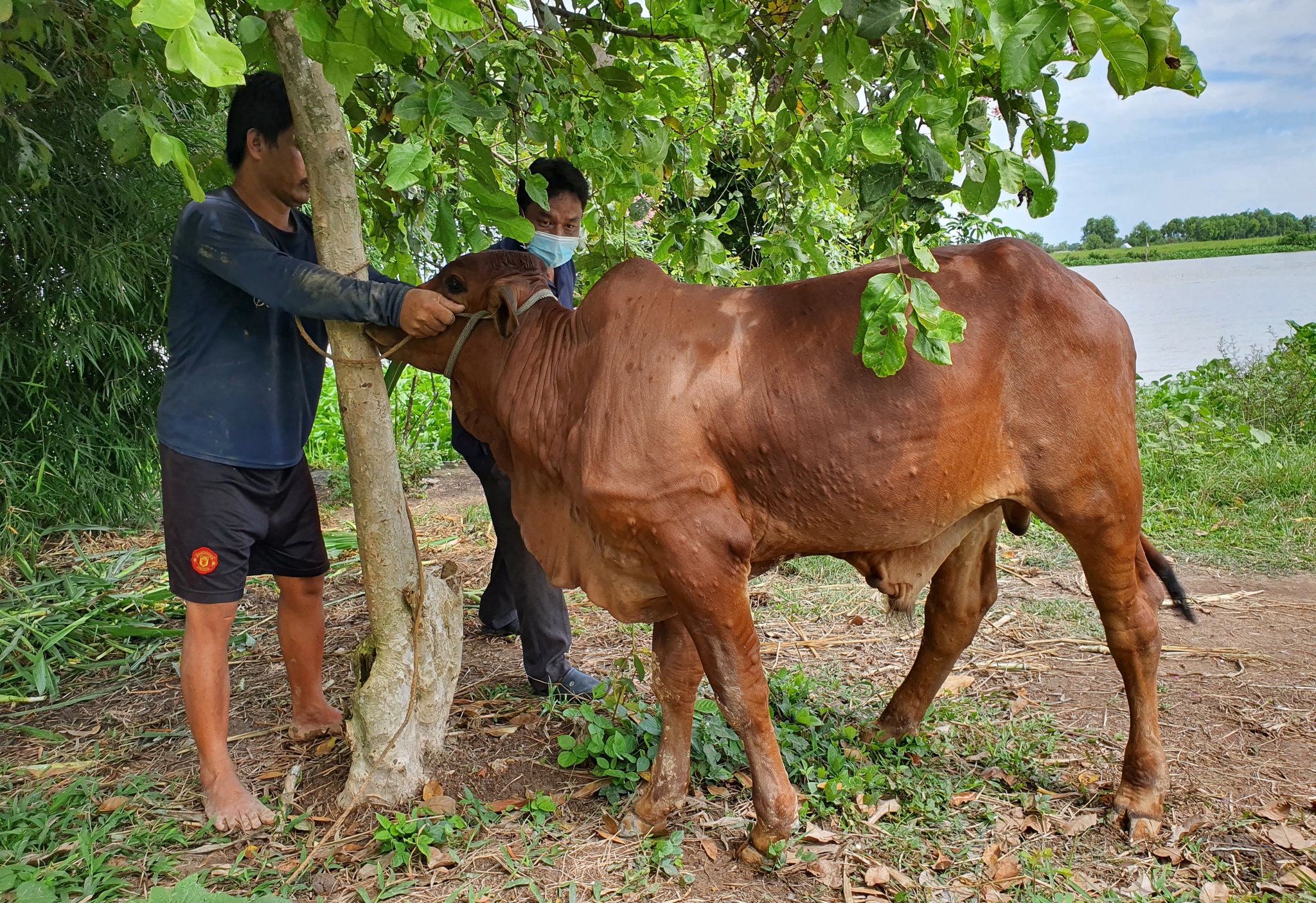 Bệnh viêm da nổi cục xuất hiện ở gia súc tại tỉnh Kiên Giang