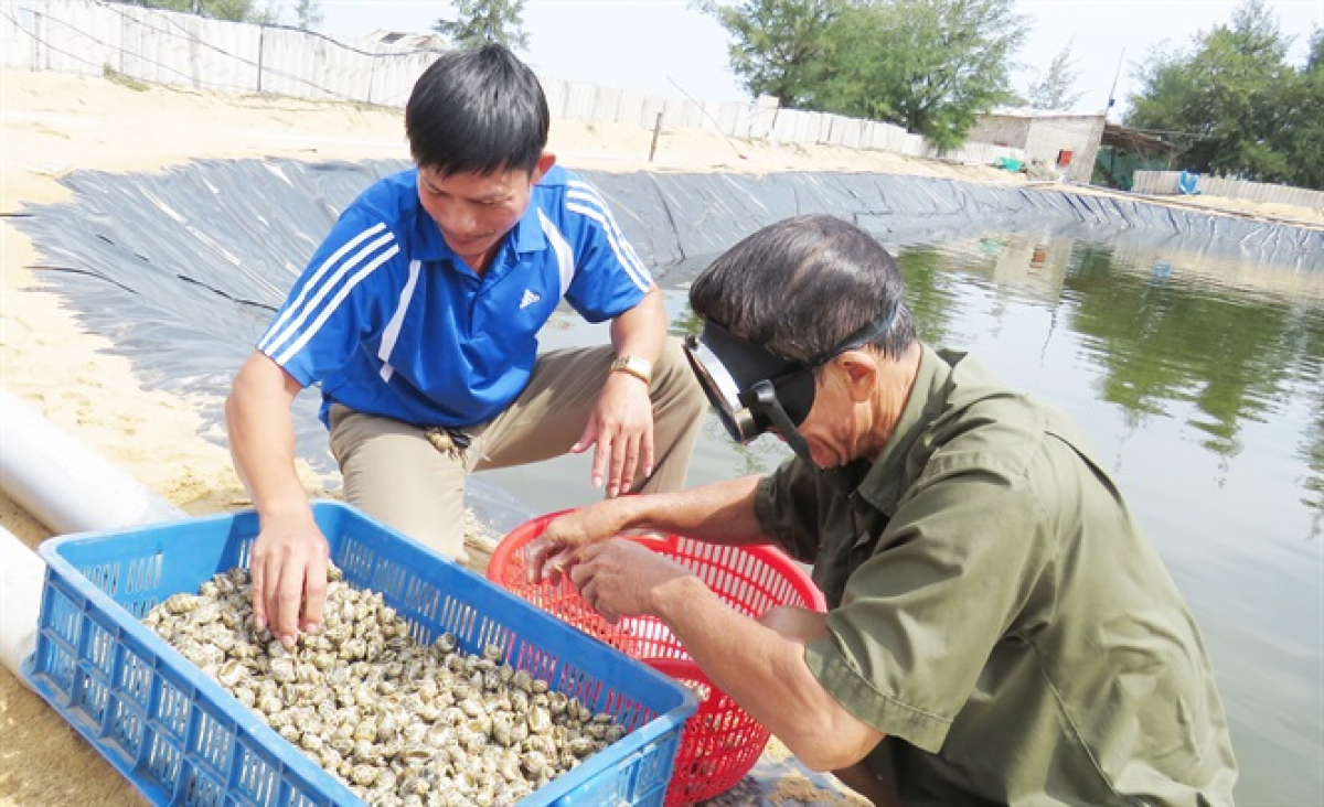 Ốc hương xuất hiện nhiều tại tỉnh Bình Thuận
