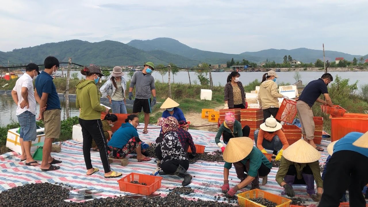 Việc đánh bắt hải sản ở Bình Thuận
